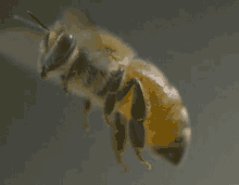 Professional bee and wasp management service