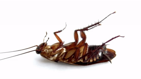 Cockroach