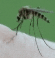 Mosquito Control