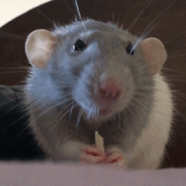 Professional rodent control service