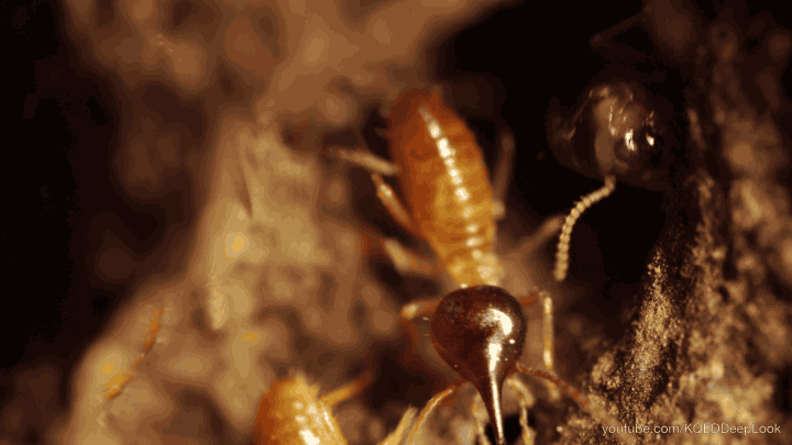 Termite Control